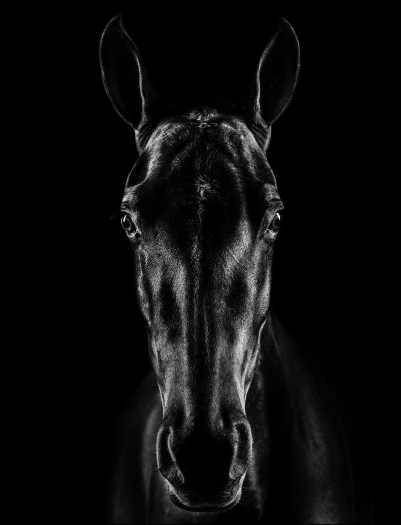 Le cheval en noir
